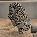 Royal Commission for AlUla, Saudi Arabia: ARABIAN LEOPARD DAY LIGHTS UP THE UK & US TO BUILD SUPPORT FOR SAVING A CRITICALLY ENDANGERED SPECIES