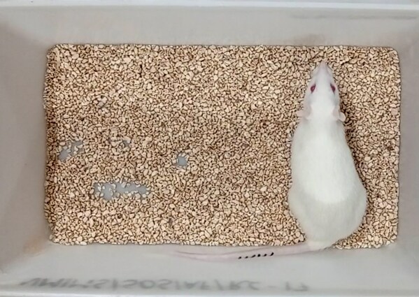 Sima in the lab — how long will she live? Sima in the lab — how long will she live?
