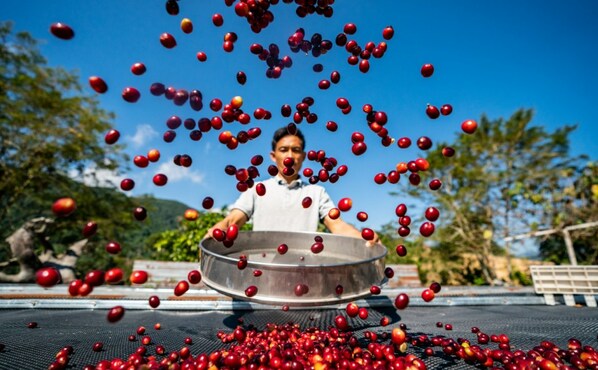 Photo shows a coffee grower dries coffee fruits in Pu'er City, southwest China's Yunnan Province.
