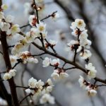 Xinhua Silk Road: Plum blossoms in full bloom in E. China’s Shandong Zaozhuang