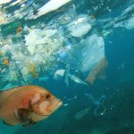 Malaysia faces cancer threat from the sea