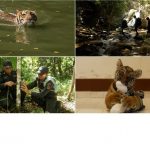 CNN’s Mission Tiger spotlights the conservation heroes reversing the threats tigers face