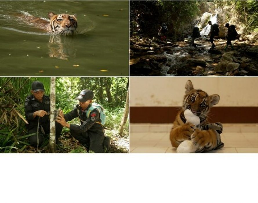 CNN’s Mission Tiger spotlights the conservation heroes reversing the threats tigers face