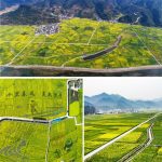 Encounter a stunning spring in the sea of rapeseed flowers in southwest China’s Guizhou Province