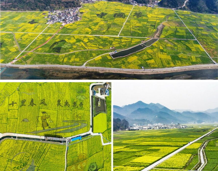 Encounter a stunning spring in the sea of rapeseed flowers in southwest China’s Guizhou Province