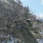 Tangjiahe National Nature Reserve: Random Encounter of Wild Giant Pandas “Courting” from Treetop