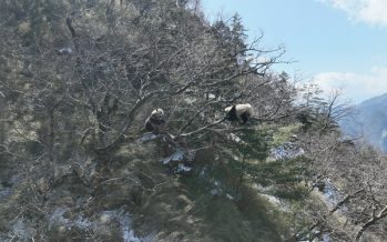 Tangjiahe National Nature Reserve: Random Encounter of Wild Giant Pandas “Courting” from Treetop