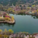 The 23rd China Qingdao Plum Blossom Festival kicks off in Licang, Qingdao