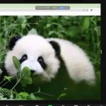International Chinese Language Day Giant Panda Series Livestream Builds Bridge for Cultural Exchange