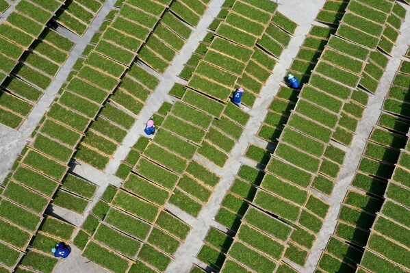 Workers dry white tea at Xiaoyue Village in Qianqi Town of Fuding City, East Fujian Province, April 11, 2019.