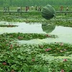 Xinhua Silk Road: E. China’s wetland park welcomes visitors with blooming flowers