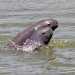 An ongoing love affair with ‘smiling angels’