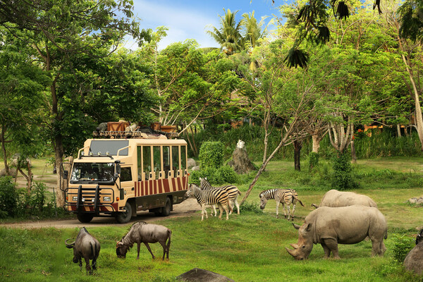 safari journey