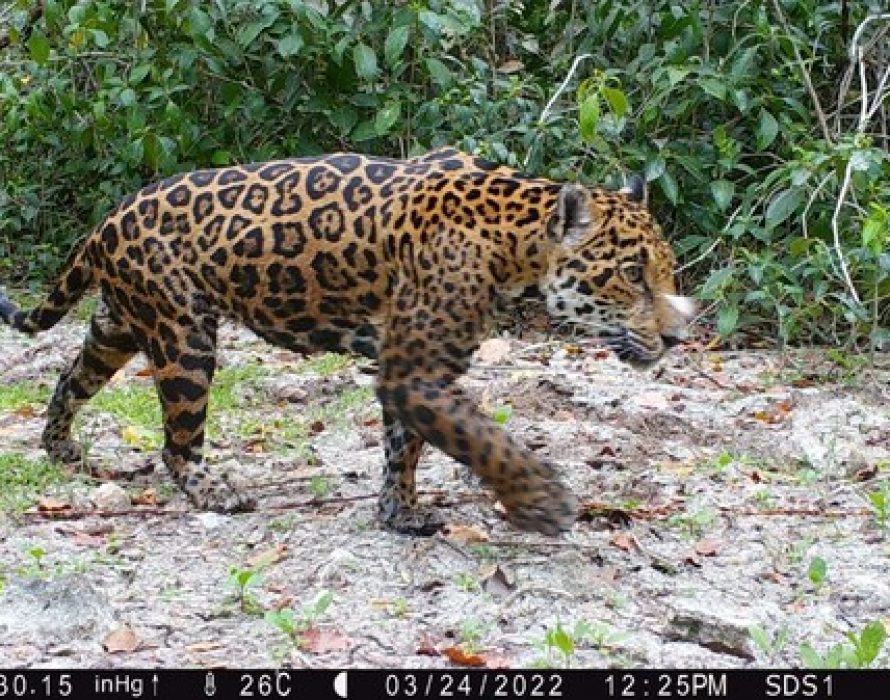 Huawei and Partners Announce First Confirmed Jaguars in Mexico’s Dzilam State Reserve