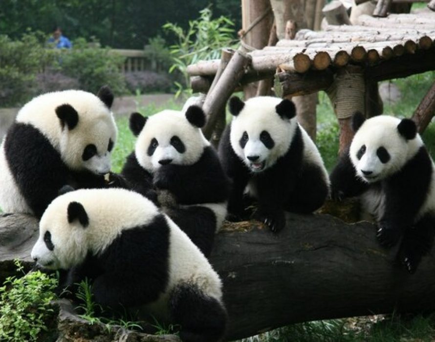 Panda power brings distinctive charm to university games
