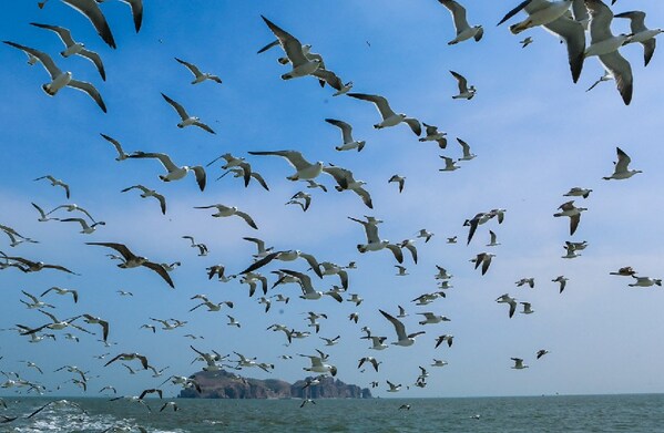 Photo shows the black-tailed gulls in Rongcheng, east China's Shandong Province.