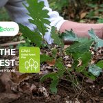 EZVIZ announces its global tree-planting project in partnership with Treedom, greening the planet with the purchase of its eco-friendly products