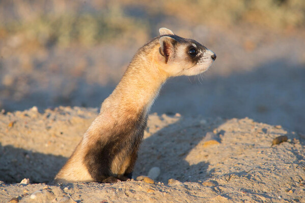 Photo credit: Clay Bolt/WWF-US