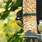 Window to the Wild – Meeting marvellous wildlife through Hikvision’s video technology