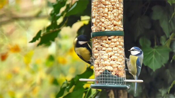 Meeting marvellous wildlife through video technology