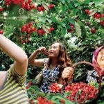 Xinhua Silk Road: Cherry planting empowers local rural economy in Wendeng, E. China’s Shandong Province