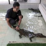 Kajang family rearing six crocodiles bought from Perhilitan in backyard
