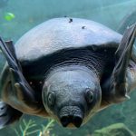 “Bali Safari Park: Preserving the Majestic Pig-nosed Turtle – A Remarkable Conservation Story