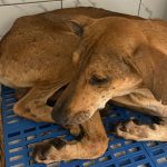 Injured dog shot with BB gun escapes Subang Jaya vet clinic
