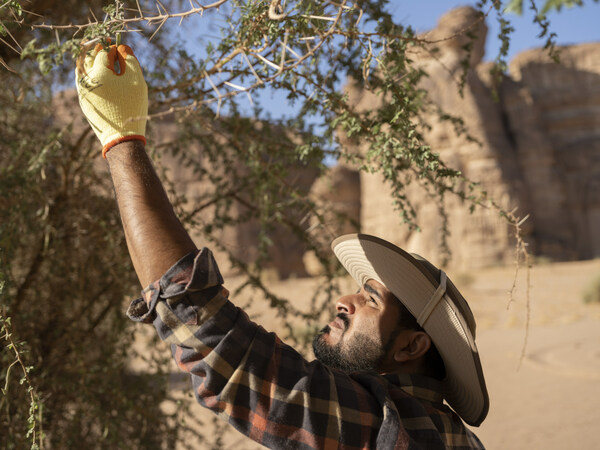 Report by Royal Commission for AlUla on work to be undertaken with IUCN highlights Comprehensive Regeneration as framework for conserving nature Report by Royal Commission for AlUla on work to be undertaken with IUCN highlights Comprehensive Regeneration as framework for conserving nature