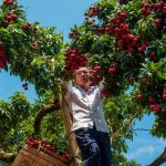 Xinhua Silk Road: Southern Chinese city of Guiping celebrates lychee harvest