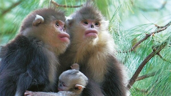 Parents nurse their infant at the reserve. [Photo / China Daily]