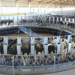 Hohhot named Dairy Breeding Capital of China