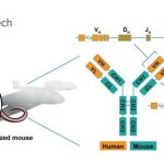 Introducing NeoMab™: GemPharmatech’s Innovative Antibody Gene Humanized Mouse Model