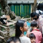 Tears as Malaysia-born panda cubs head to China