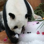 Panda cubs Yi Yi, Sheng Yi to return to China on August 29