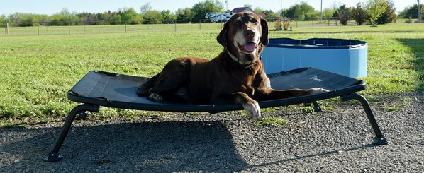 Veehoo Elevated Dog Bed Product