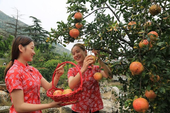 Pomegranate growers in Yicheng District, Zaozhuang City, joyfully welcome the harvest. Pomegranate growers in Yicheng District, Zaozhuang City, joyfully welcome the harvest.