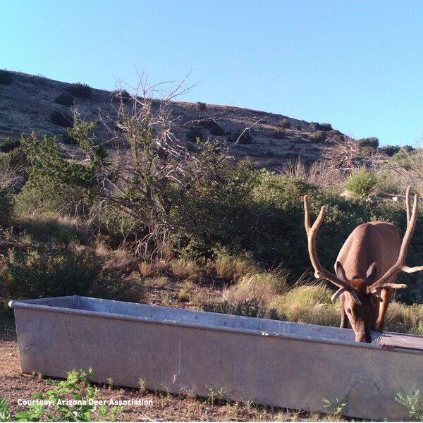 Elk drinks from solar powered water source in Arizona. The solar panels were provided by TerrePower/Ontility. Photo Courtesy: Arizona Deer Association Elk drinks from solar powered water source in Arizona. The solar panels were provided by TerrePower/Ontility. Photo Courtesy: Arizona Deer Association