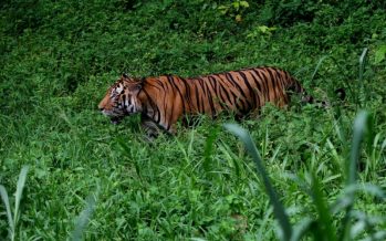 In Perak, villagers in Ulu Kuang happy as tiger walks into trap set up by Perhilitan