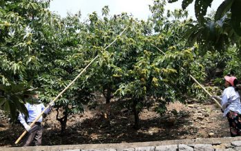 Xinhua Silk Road: E. China’s Zaozhuang city to embrace walnuts, chestnut harvest