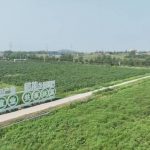 Xinhua Silk Road: Traditional Chinese Medicinal herb farming boosts rural revitalization in Zaozhuang city, E.China’s Shandong