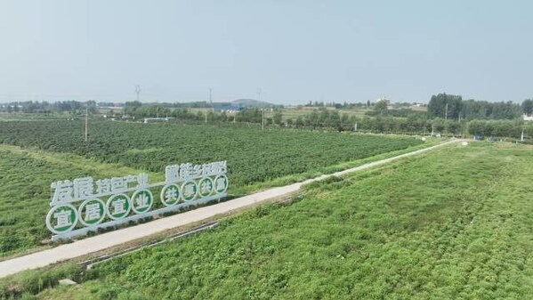 Photo shows the planting area of the Traditional Chinese Medical (TMC) herbs in Mengzhuang Town, Zaozhuang City, east China’s Shandong Photo shows the planting area of the Traditional Chinese Medical (TMC) herbs in Mengzhuang Town, Zaozhuang City, east China’s Shandong