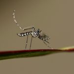 Dengue cases up by 265pc in the state