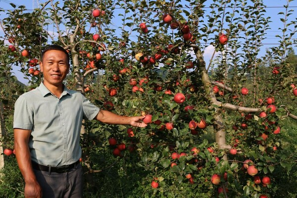 Li Kaiyang, a technician dispatched to Tiejiang Village, at the apple orchard in Hezhang County, Bijie City. Li Kaiyang, a technician dispatched to Tiejiang Village, at the apple orchard in Hezhang County, Bijie City.