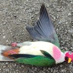 Carcass of rare jambu fruit dove found near Kuching mall
