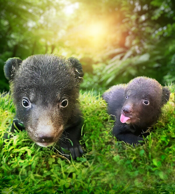 Himalayan Black Bear Cubs Liu and Liam at The Amazing Taman Safari Bali. Visit our website www.balisafarimarinepark.com for more update