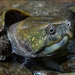 New season of documentary reveals more Hainan nature mysteries