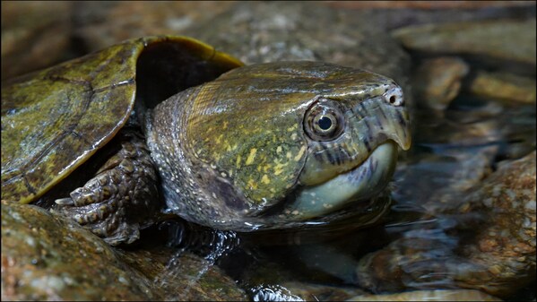 A Big-headed Turtle spotted in the rainforests of Diaoluo Mountain on the tropical island of Hainan. A Big-headed Turtle spotted in the rainforests of Diaoluo Mountain on the tropical island of Hainan.