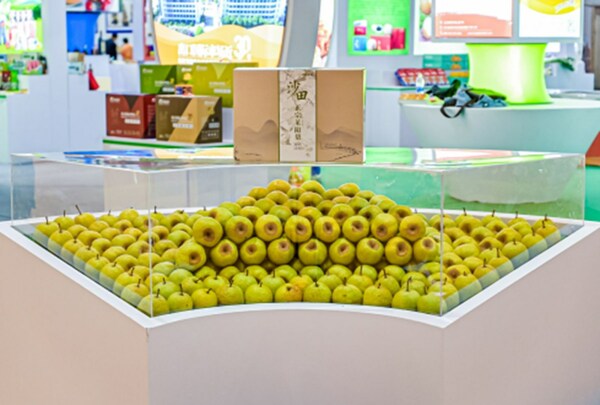 Laiyang pear, the star product in the Laiyang exhibition hall, was particularly eye-catching with its thin skin, abundant juice, and large size. Laiyang pear, the star product in the Laiyang exhibition hall, was particularly eye-catching with its thin skin, abundant juice, and large size.