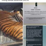 Johor Perhilitan says Facebook post on Kota Tinggi tiger sighting is fake